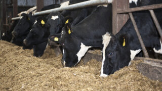 Controlling parasites in cattle during winter months