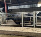 Autumn calving: Getting cows in good condition for breeding