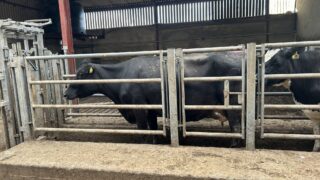 Autumn calving: Getting cows in good condition for breeding