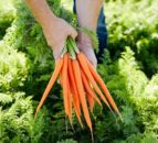 Warnings in US after E.coli breakout linked to organic carrots