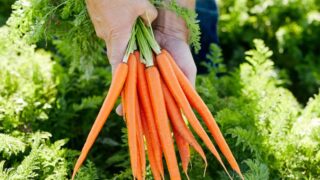 Warnings in US after E.coli breakout linked to organic carrots