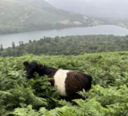 UK trial farmers use cattle to control invasive species
