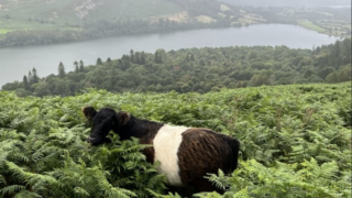 UK trial farmers use cattle to control invasive species