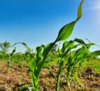 Agriculture and food among topics to be discussed at COP29