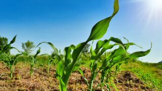 Agriculture and food among topics to be discussed at COP29