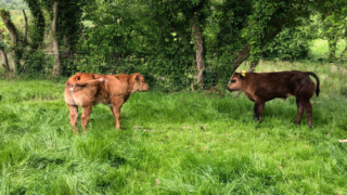 Explainer: Myostatin and its relevance to the suckler herd