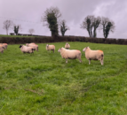 Advice on using raddle effectively when breeding sheep