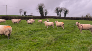 Advice on using raddle effectively when breeding sheep