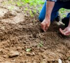 COP29: Platform launched for farmers to drive climate solutions