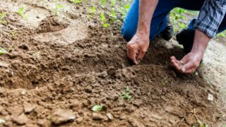 COP29: Platform launched for farmers to drive climate solutions