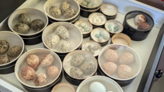 Police warrant executed for illegal wildlife trade of birds’ eggs