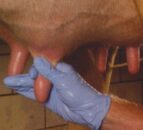 Dairy advice: Getting prepared for a smooth drying off