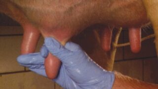 Dairy advice: Getting prepared for a smooth drying off