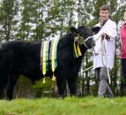 Cookstown herd takes 4 titles at NI Angus club calf show