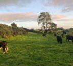 UFU webinars to focus on beef and lamb efficiency