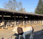 Behind the scenes at Coopex Montbeliarde bull stud in France