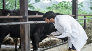 Step forward for potential BVD herd restrictions in NI