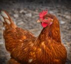 DAERA warns poultry sector of winter bird flu spread