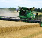 AHDB: UK’s wheat area set to increase in 2025