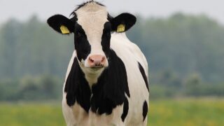 TB strategy review shows trajectory is ‘unsustainable’