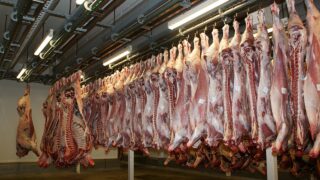 29% of sheep slaughtered without pre-stunning in 2024 – FSA