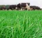 Analysing herbage production and rectifying soil fertility