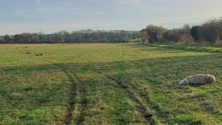 Seven sheep die in hit and run incident in North Yorkshire