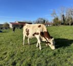 Dairy Focus: French farmers and Montbeliardes dictate milk price