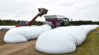Ensiling grain with new hammer mill from Murska