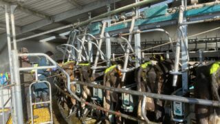 Autumn calving: Are your cows cycling ahead of breeding?