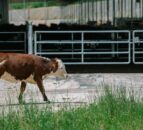 Research project aims to genetically reduce methane emissions in beef cattle