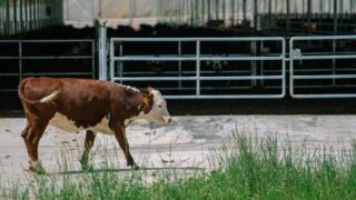 Research project aims to genetically reduce methane emissions in beef cattle