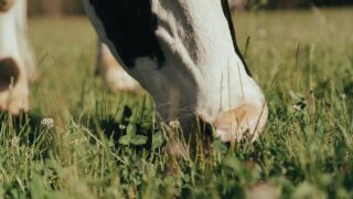 DAERA launches guidance page for pest management