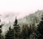 Report: £95m worth of forestry sold in UK this year - down 55%