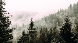 Report: £95m worth of forestry sold in UK this year – down 55%
