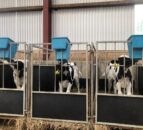 Down dairy farmer sets his heifers up for success
