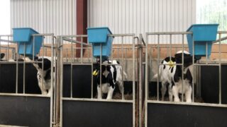 Down dairy farmer sets his heifers up for success