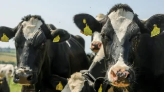 Tesco launches dairy sustainability partnership with Arla and Müller