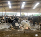 Dairy advice: Managing BCS in late lactation cows