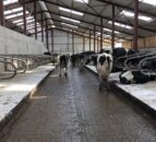The importance of good hygiene as cows come in for housing