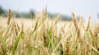FAO: Global food imports to cost 2.2% more in 2024