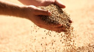 AHDB publishes its 2024 Cereal Quality Survey