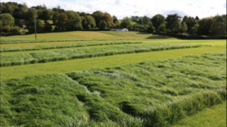 AFBI and Barenbrug Holding to end 30-year partnership