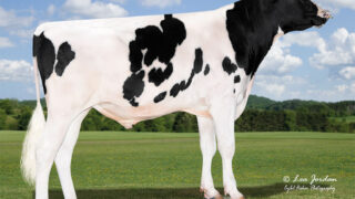 Breeding for improved milk constituents in Northern Ireland