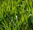 Planting updates for GB: Winter wheat, barley and oats