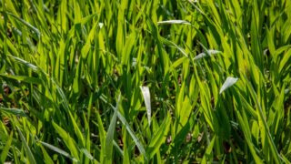 Planting updates for GB: Winter wheat, barley and oats