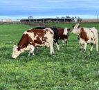 High inflation counters rising milk prices for Argentinian dairy farmer