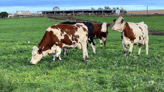 High inflation counters rising milk prices for Argentinian dairy farmer