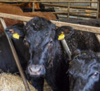 FAO issues new guidelines on surveillance of flu in cattle