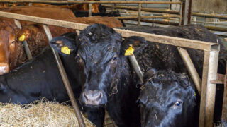 FAO issues new guidelines on surveillance of flu in cattle
